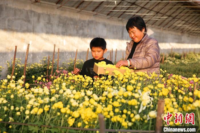 北京食用菊产地举办菊花美食文化节