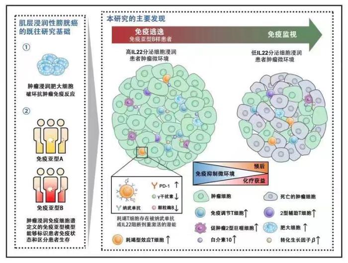 中国学者研究率先发现膀胱肿瘤免疫逃逸“帮凶”为治疗提供新思路