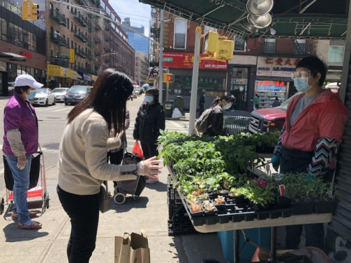 游女士(右)在华埠街头卖蔬果菜苗，虽然疫情期间行人较少，但生意仍相当火热。(记者颜嘉莹/摄影)