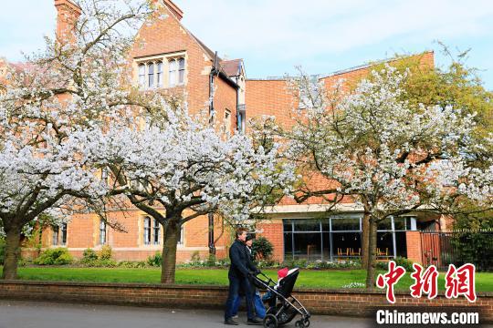 中国侨网疫情下的剑桥校园。　许通　摄