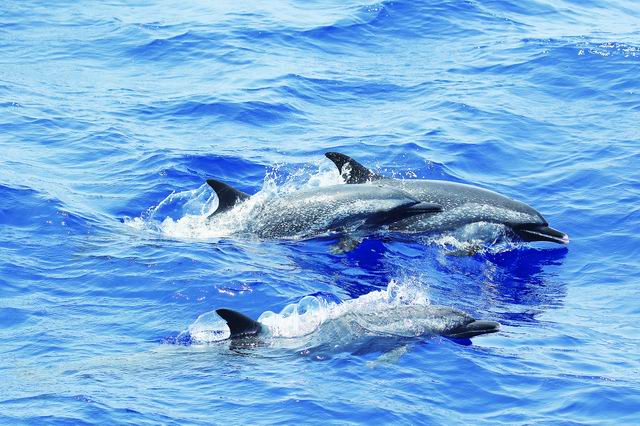 热带斑海豚。  中国科学报 图