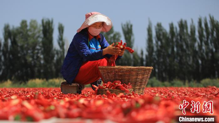 新疆博湖县迎来辣椒采收季，村民们抢抓晴好天气采摘、晾晒辣椒。　年磊 摄