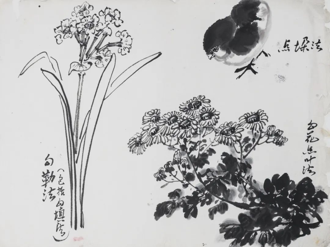 张振铎  《动植物的几种画法图解》  纸本  1960年代   45.5x35cm