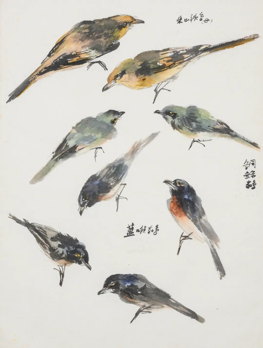 张振铎 朱山辣鸟（母）、铜绿鹟、黄喉鹟的各种形态 1957年 纸本 45x34cm