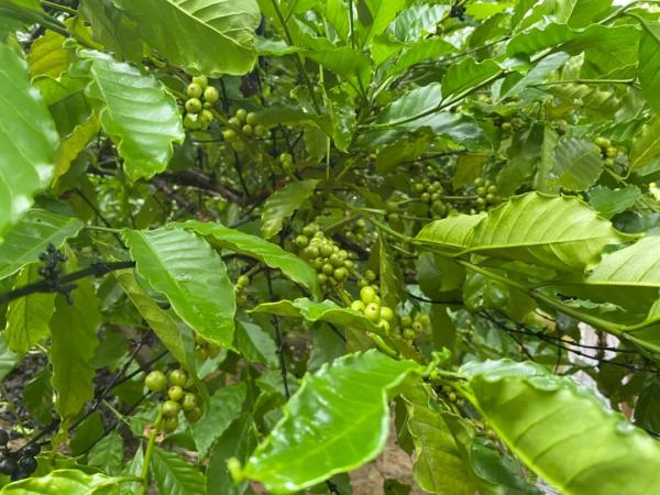长在树上的咖啡豆