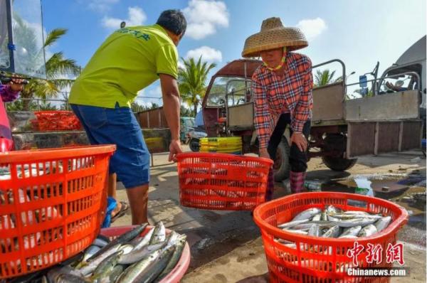 资料图：在海南琼海潭门中心渔港，渔民搬运鱼产品。骆云飞 摄