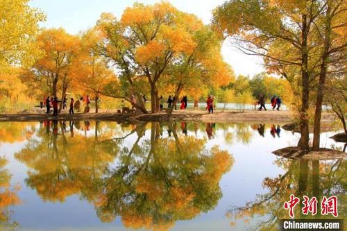 中国侨网金秋十月，甘肃省酒泉市沙漠胡杨林景区一片金黄，宛如一幅巨型油彩画。　崔买牛　摄