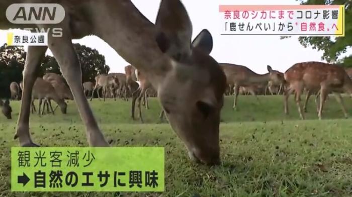近日，有日本民众发现，生活在奈良的鹿们也出现了变化，它们不再吃游客喂食的鹿饼，而是回归吃草。(图片来源：日本朝日电视台视频截图)