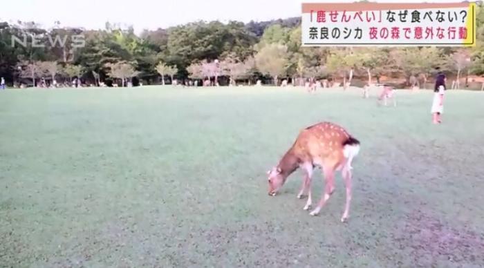 近日，有日本民众发现，生活在奈良的鹿们也出现了变化，它们不再吃游客喂食的鹿饼，而是回归吃草。(图片来源：日本朝日电视台视频截图)