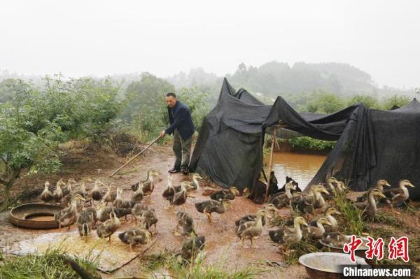 图为建档立卡贫困户吕显东喂养鸭子。重庆市残联供图