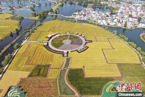 中国侨网航拍南京湖熟的成熟稻田和民居。　泱波　摄