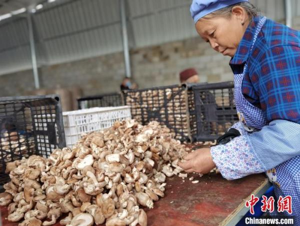 村民在洛麦村香菇加工厂分拣鲜香菇。　周燕玲 摄