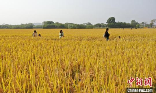 良渚古城遗址千亩水稻成熟金黄稻浪分外壮美