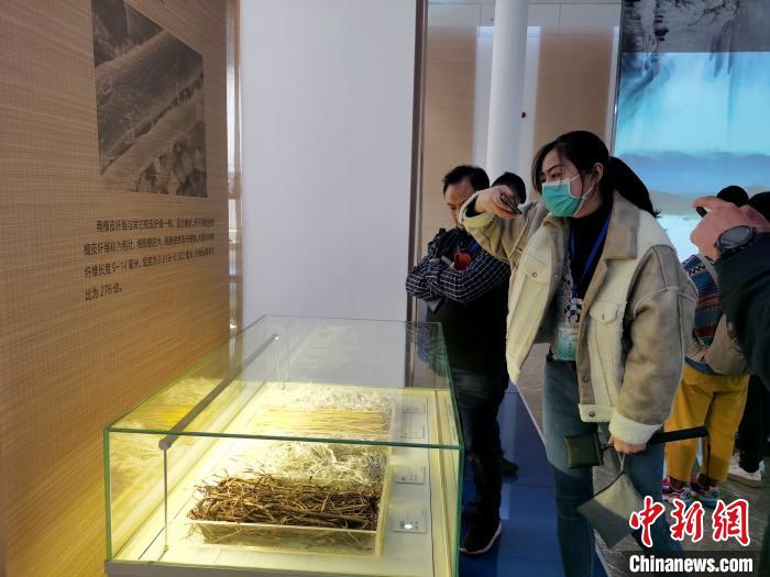 游客参观中国宣纸文化园 张强 摄