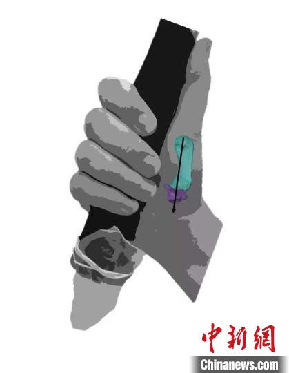 国际最新研究：尼安德特人拇指更适应抓握带柄工具