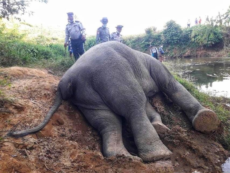 象牙被锯断！缅甸德林达依省一头野象遭猎杀
