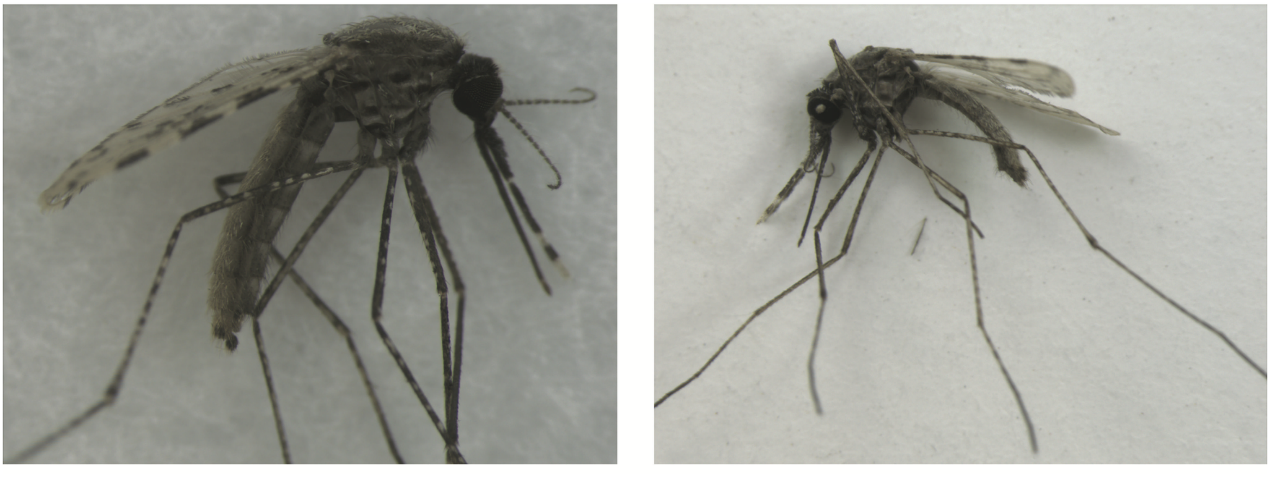 图1：斯氏按蚊（Anopheles stephensi）的代表性标本图像。左图为-80℃冷冻保存的蚊子，右图为室温下干燥的蚊子。
