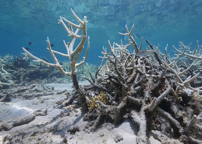 珊瑚礁崩溃后恢复生机需要2300万年。