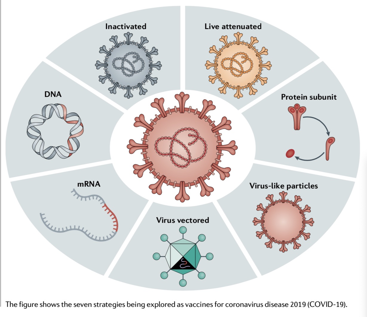 7种研发中的新冠疫苗类型。图片来源：中科院院士、中国疾控中心主任高福等人论文“Viral targets for vaccines againstCOVID-19”。