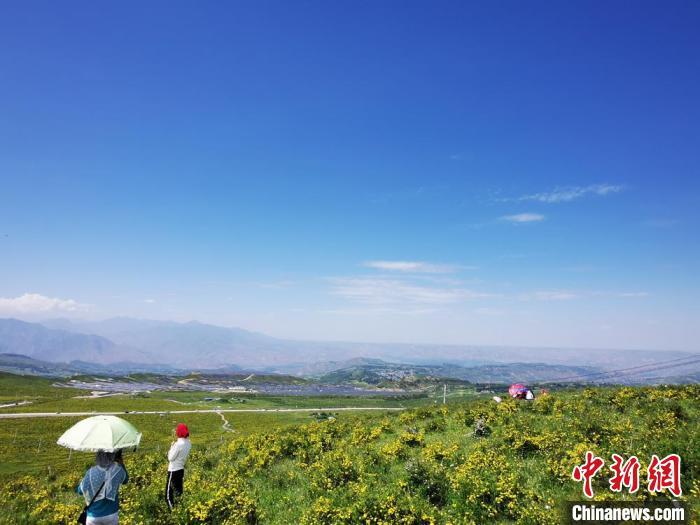 2020年7月7日,甘肃省临夏州积石山县境内,生态环境逐渐恢复,小黄花开遍山间。(资料图) 殷春永 摄 2020年7月7日,甘肃省临夏州积石山县境内,生态环境逐渐恢复,小黄花开遍山间。(资料图) 殷春永 摄