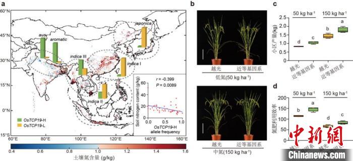 OsTCP19-H在低氮和中氮下可显著提高水稻产量。储成才研究团队 供图