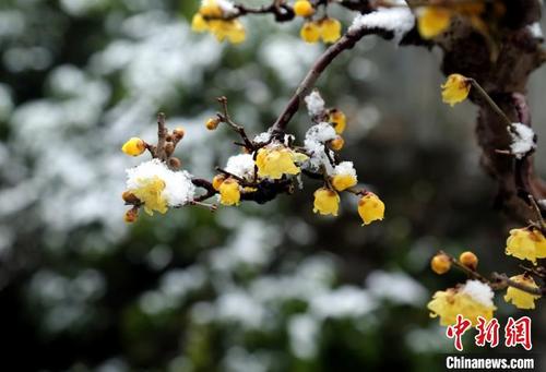 中国侨网被初雪点缀的盆景。　游右海　摄