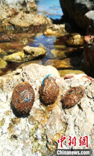 马略卡岛岸边缠着塑料的海草纤维球。(图片来自Marta Veny，自然科研 供图) 供图 摄