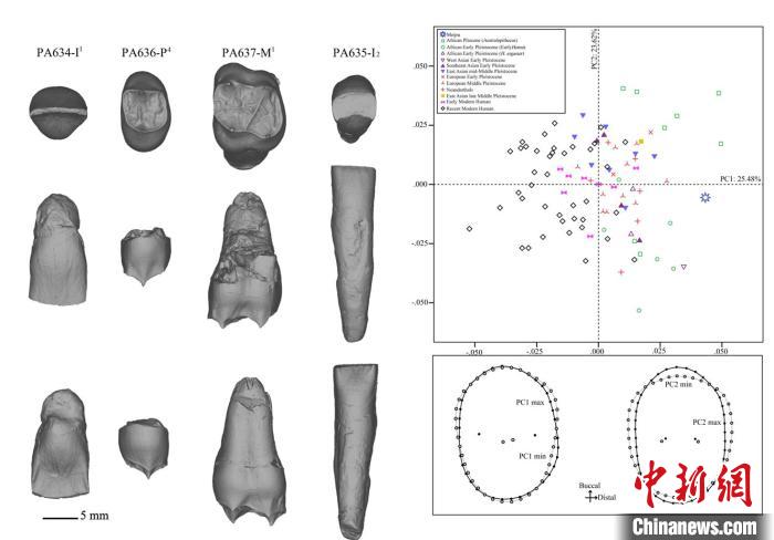 梅铺古人类牙齿齿质表面结构和齿冠轮廓形状的几何形态测量。邢松 供图
