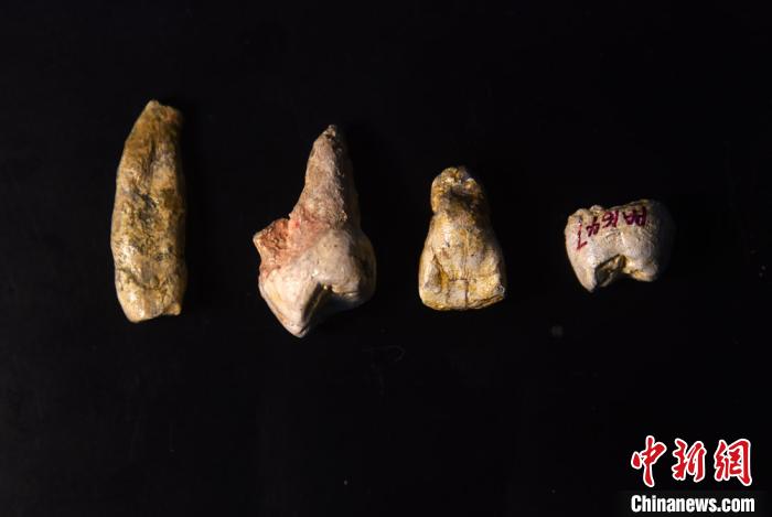 距今近百万年的4颗梅铺直立人牙齿化石标本研究模型。 孙自法 图