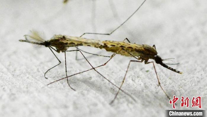 按蚊交配，左：雄蚊，右：雌蚊。中国科学院分子植物科学卓越创新中心 供图