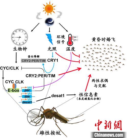 中国科学家破解“蚊子相亲”奥秘干扰交配有助绿色控蚊