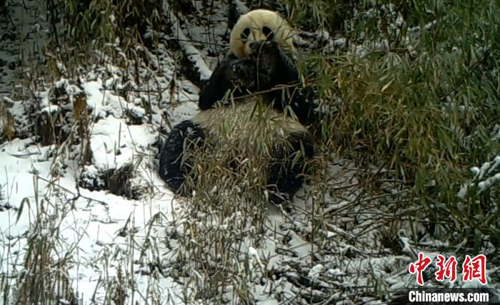 大熊猫雪中当“吃播”蜂桶寨保护区 供图