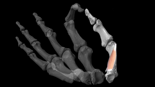  研究人员使用3D建模软件在古人类化石中重建了关键的拇对掌肌。图片来源：《科学》