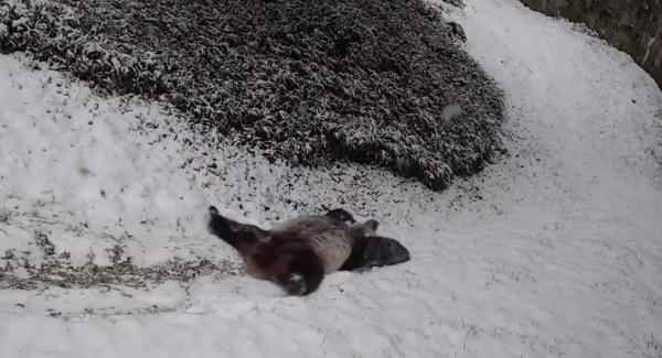 华盛顿国家动物园里的大熊猫在雪地里打滚。