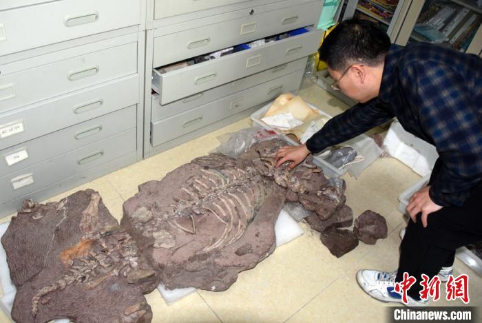 刘俊研究员介绍新研究发现的九峰吐鲁番兽化石标本。 孙自法 摄