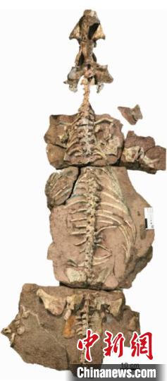 九峰吐鲁番兽化石标本。刘俊 供图