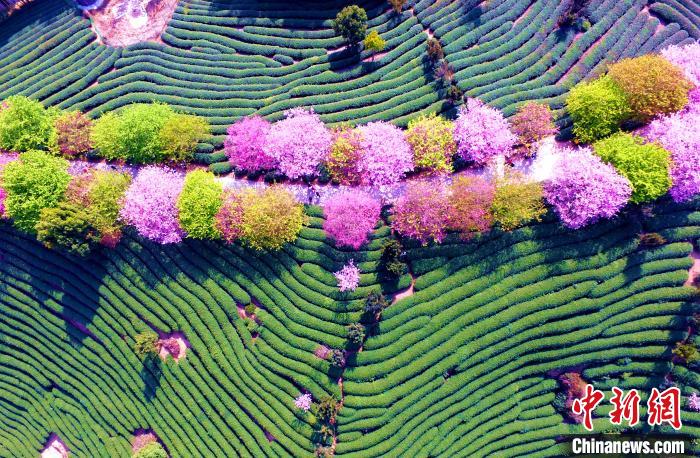 樱花茶园相映成趣，仿佛一条条缠绕在山间的彩带。　王东明 摄