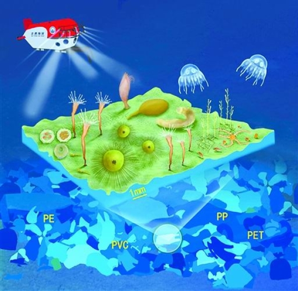 研究人员在深海塑料表面发现底栖生物群落。课题组供图