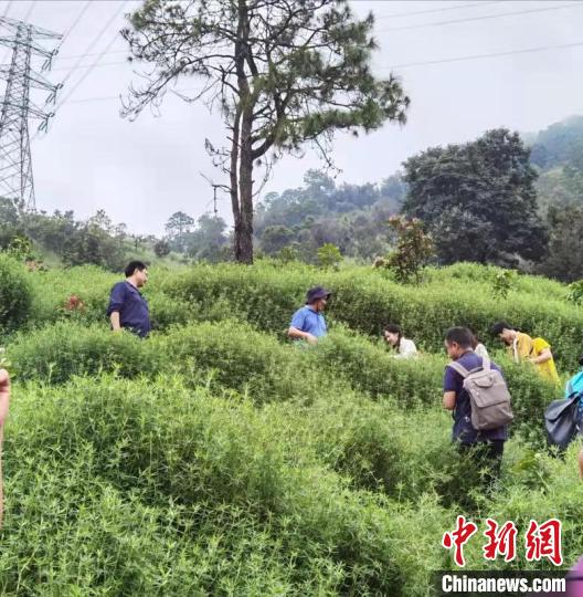 图为热科院环植所在四川省攀枝花米易县推广芒果园种植柱花草技术。范志伟供图