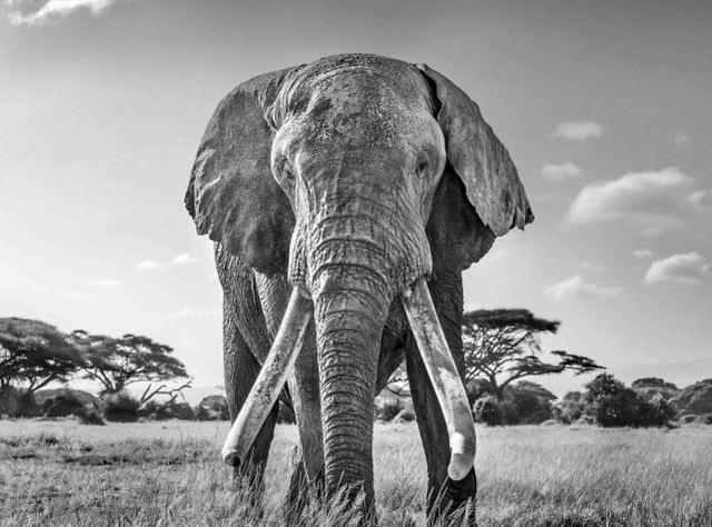 “国王万岁”，展示了肯尼亚仅存的“大獠牙”大象之一