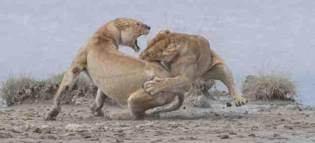帕特里克·诺沃蒂（Patrick Nowotny）拍摄的猛狮战斗
