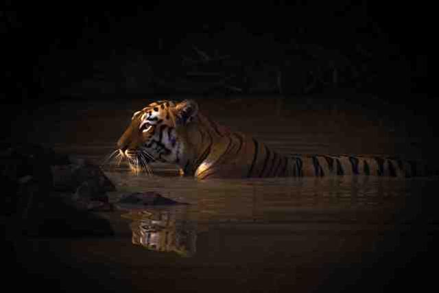 尼克·达尔（Nick Dale）拍下的孟加拉虎在水洞中纳凉