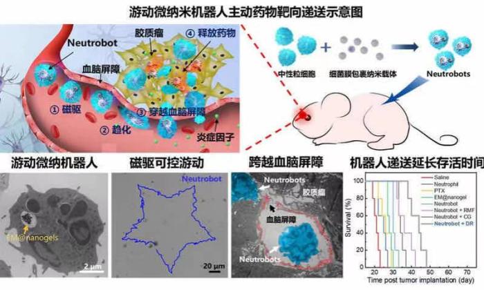 中国学者在游动微纳机器人治疗胶质瘤研究上取得重要进展