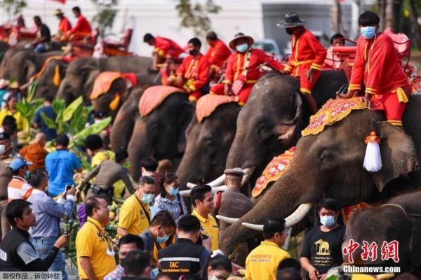 资料图：当地时间3月13日，泰国大城府举行大象日庆祝活动。