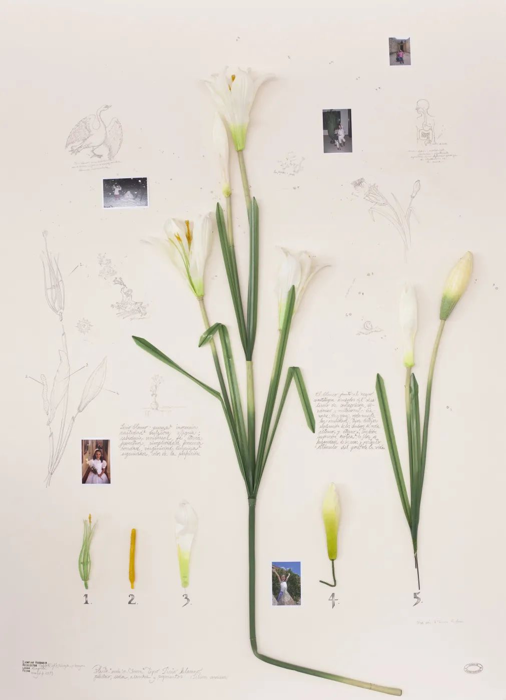 阿尔贝托·巴拉亚，《初领圣体百合》，2015，塑料假花（中国制造），摄影和绘画，背裱纸板，木框装裱，85 x 116 x 7 cm。艺术家供图。