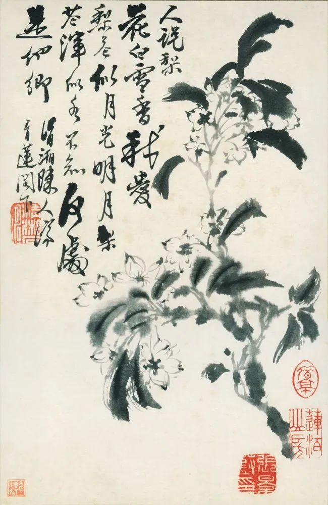 清 石涛《花卉册-梨花图》上海博物馆藏