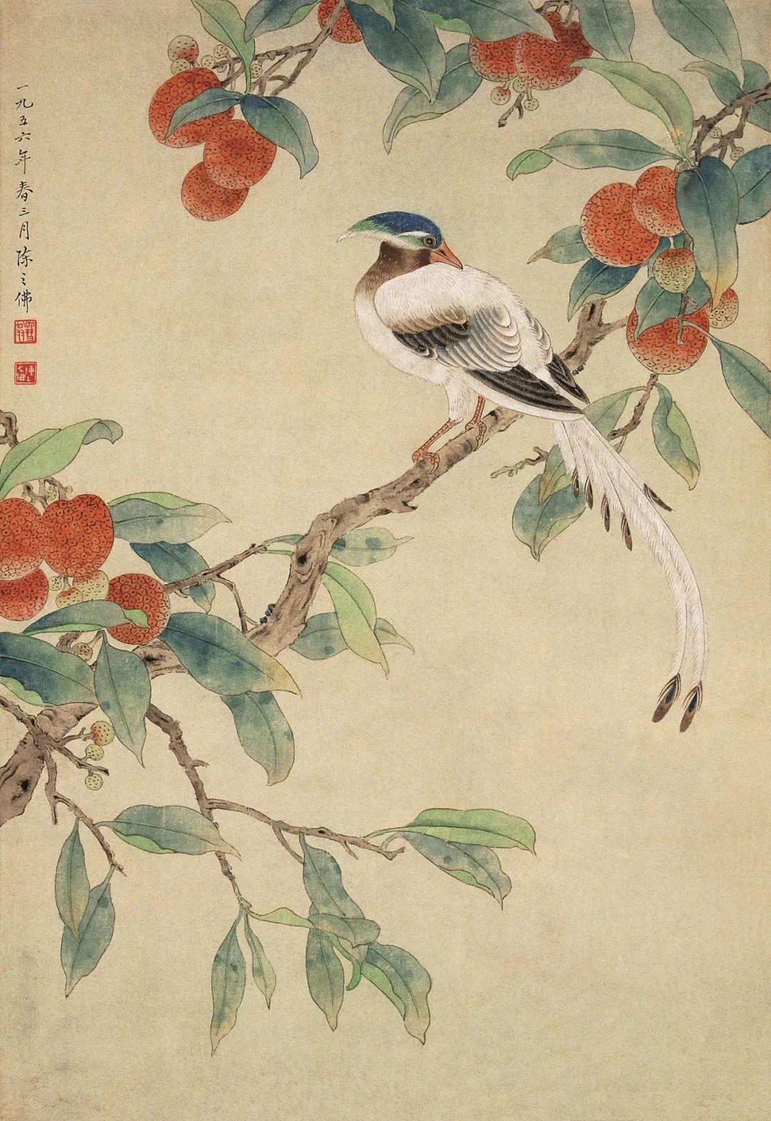 《荔枝绶带》 陈之佛 中国画 50.5×34.8cm 1956年 南京博物院藏