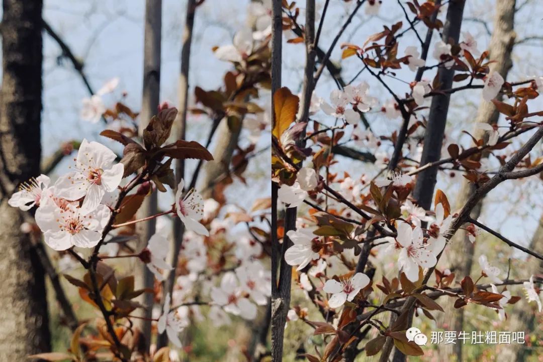 觅食赏花在扬州，古诗词都出了画面