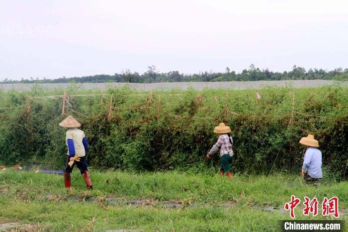 海南文昌文教镇文南村村民正忙着把地翻新准备继续种植反季节瓜菜。　符宇群 摄