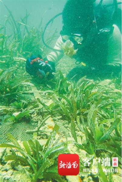 在文昌市清澜港至高隆湾段海域，工作人员正在查看海草的生长情况并做影像记录。 海南日报记者 袁琛 摄